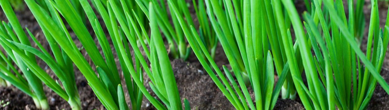 Особливості вирощування та догляду за цибулею Альфа