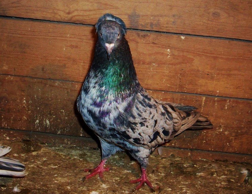 Бакинські бойные голуби Бакинські бойные голуби