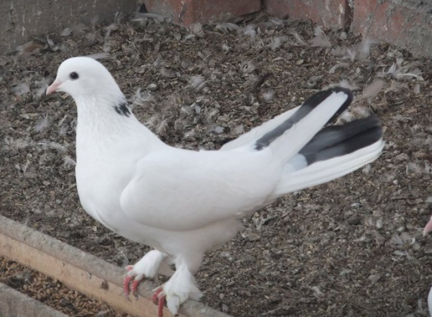 Бакинські бойные голуби Бакинські бойные голуби