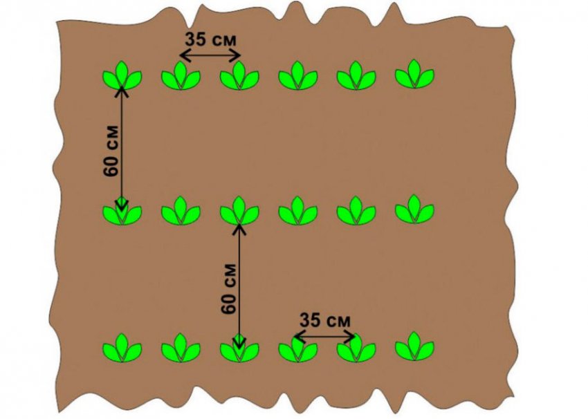 Схема выращивания картофеля