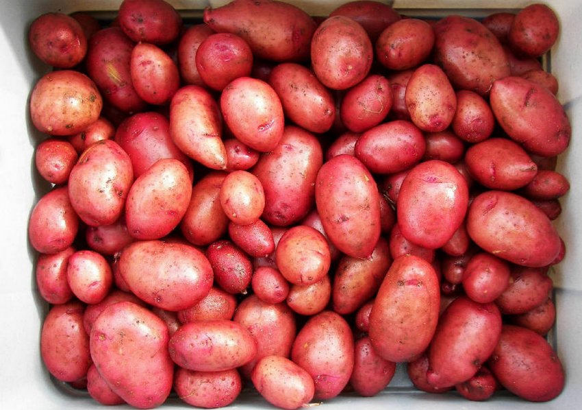 Картопля Кримська роза