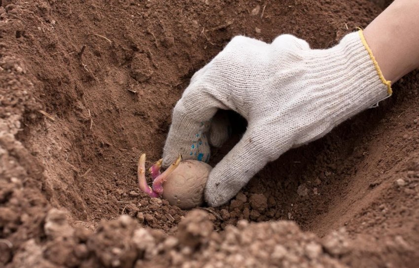 Посадка картоплі