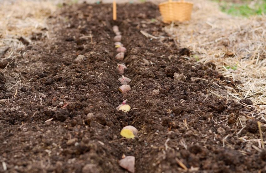 Посадка картоплі