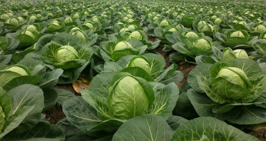 Капустяне поле Капустяне поле