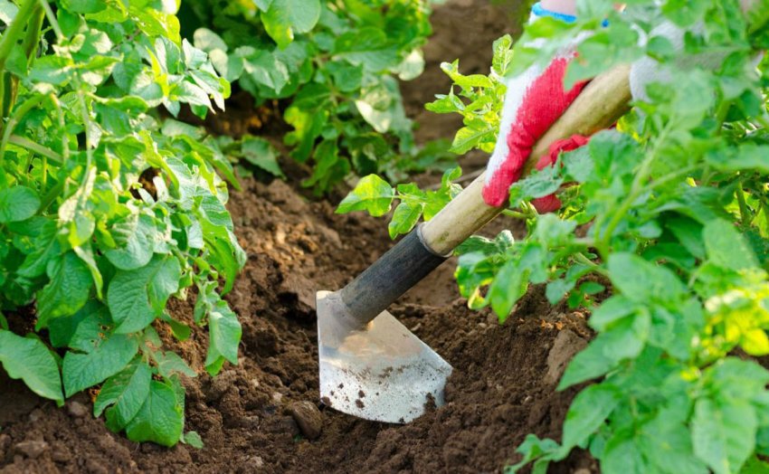 Підгортання картоплі