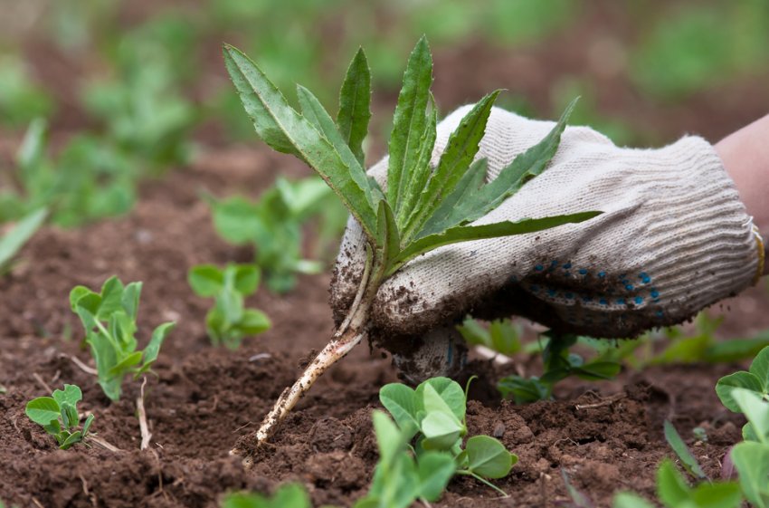 Видалення бур'янів