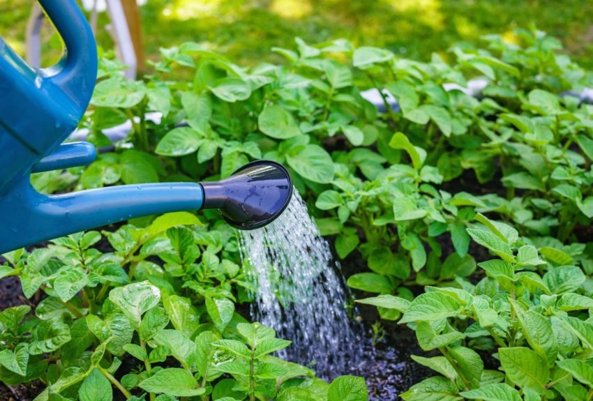 Полив картоплі