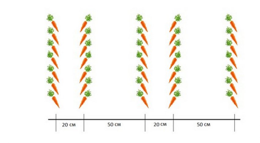 Схема посадки моркви