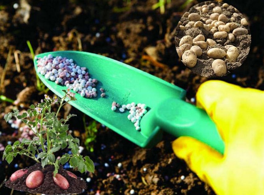 Добриво картоплі