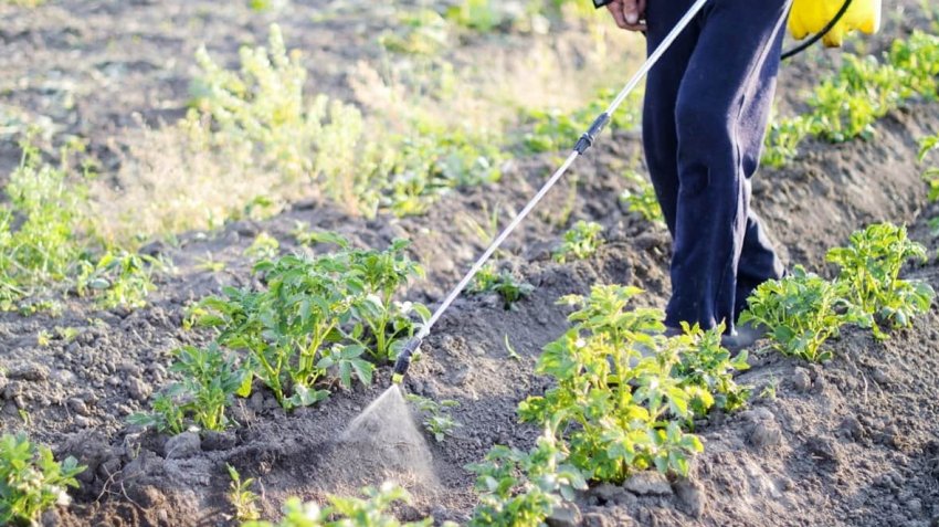 Обробка від шкідників і хвороб