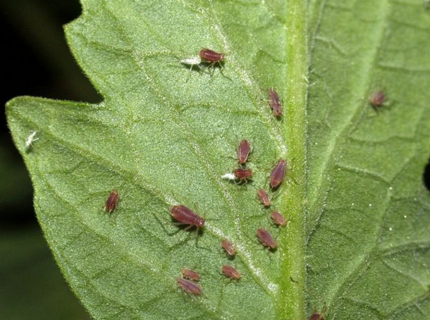 Попелиця на картоплі