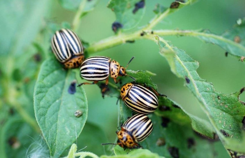 Колорадський жук