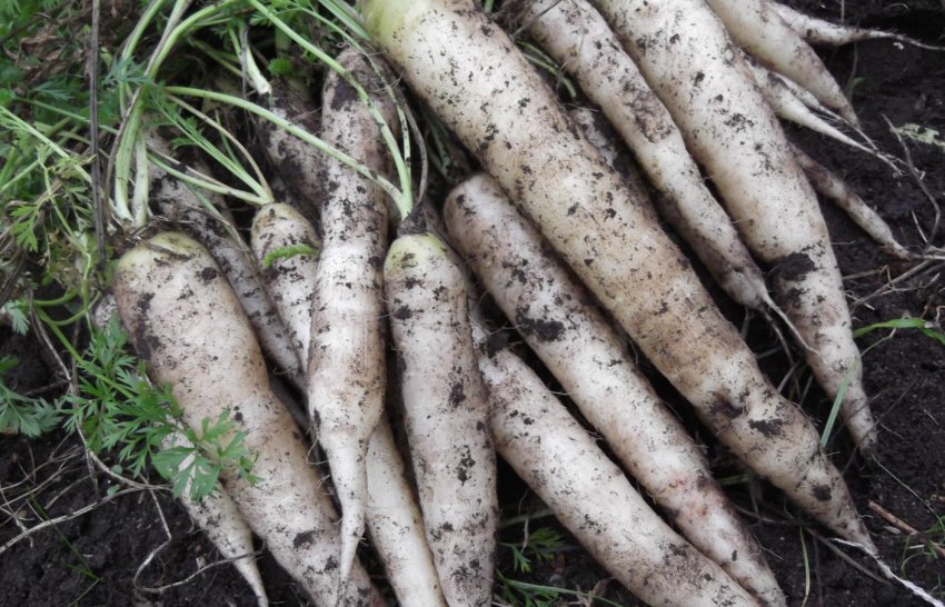 Вирощування білої моркви
