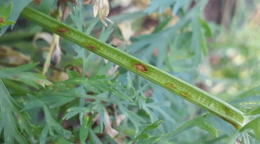 Церкоспороз моркви