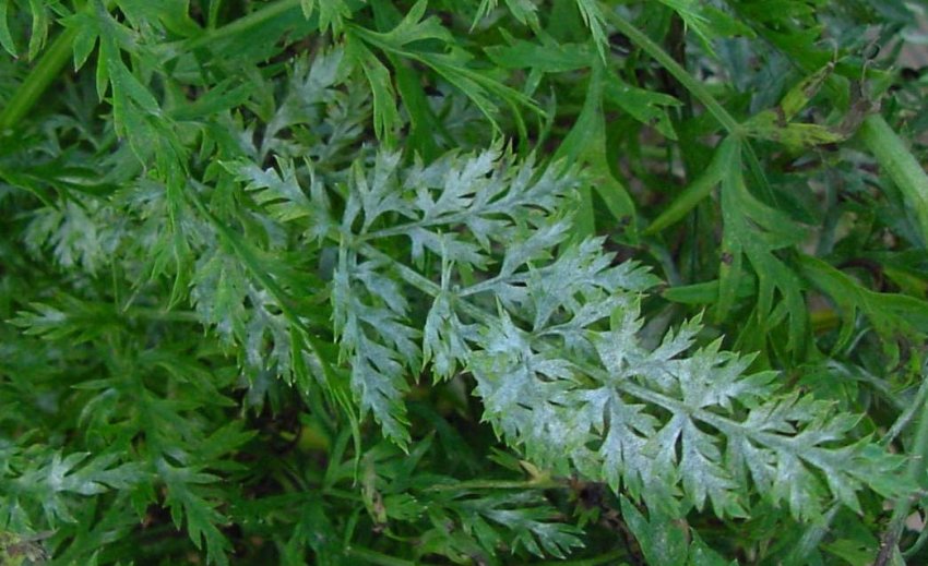 Борошниста роса моркви