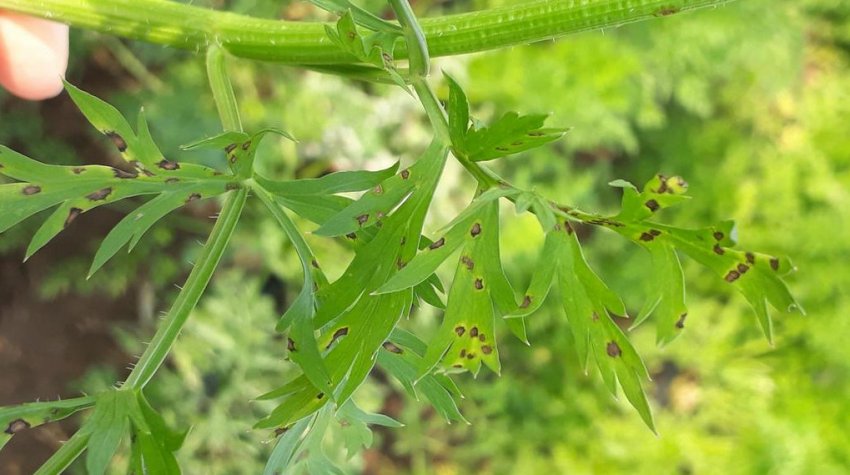 Альтенариоз листя моркви