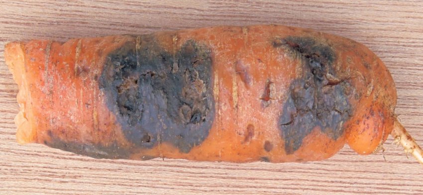 Повстяна гниль моркви