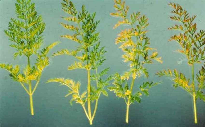 Бактеріоз моркви