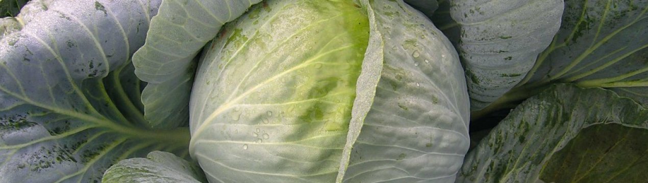 Капуста сорту Домінанта: опис, агротехніка вирощування і догляд