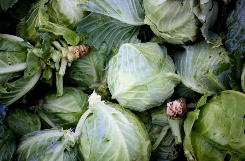 Капуста Домінанта