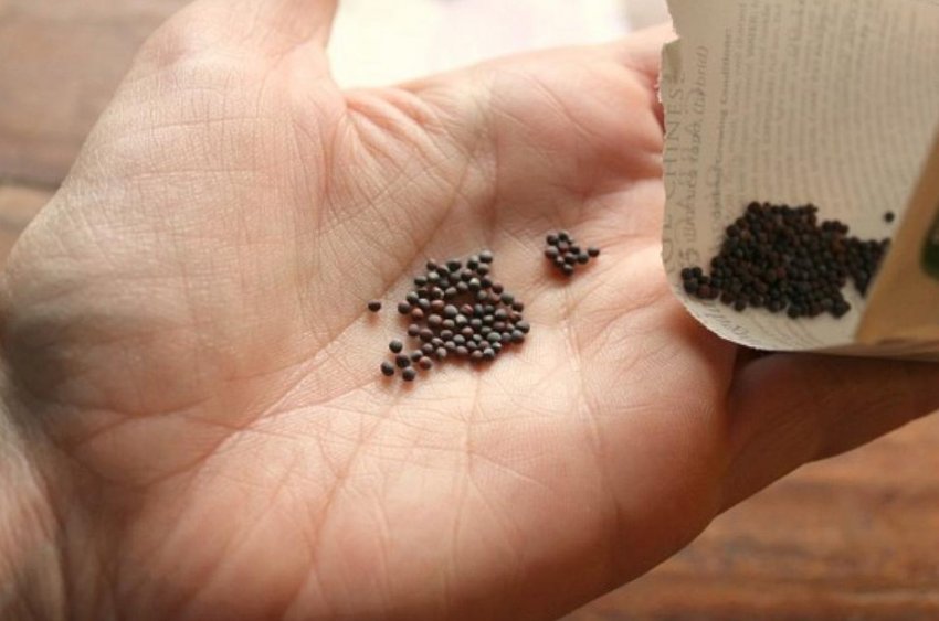 Насіння капусти Насіння капусти