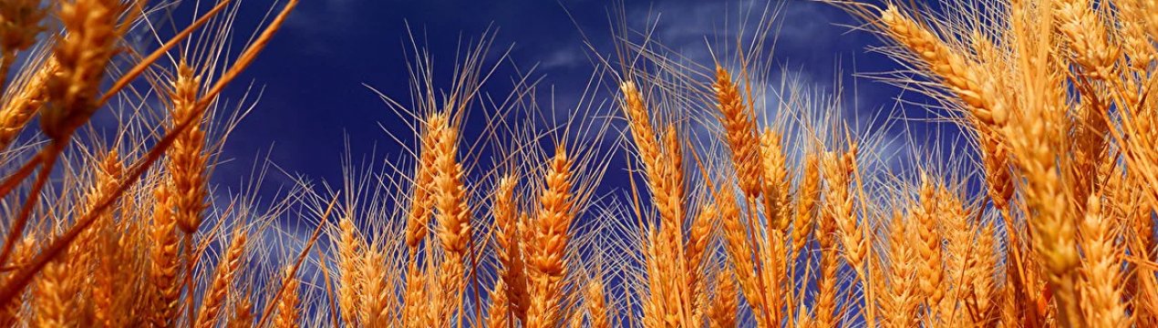 За зиму на башкирських полях загинуло 7% озимих