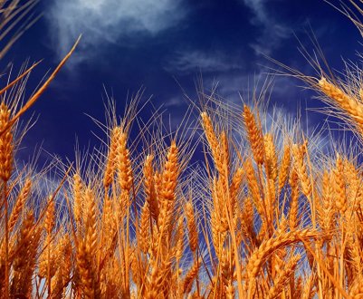 За зиму на башкирських полях загинуло 7% озимих