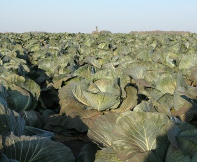 Описи і характеристики сортів капусти для посадки в Сибіру