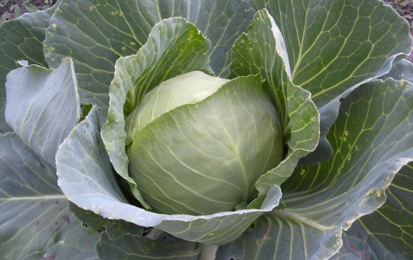 Капуста Домінанта