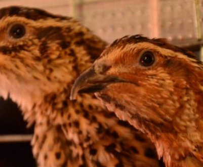 Розведення перепелів як бізнес: вигідно чи ні, рентабельність, корисні поради