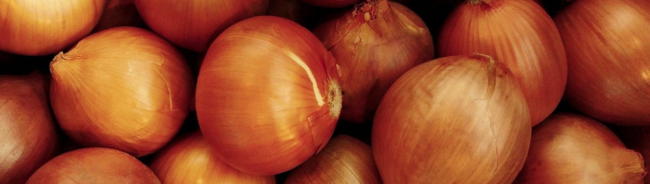 Особливості вирощування та догляду за цибулею Хеленас