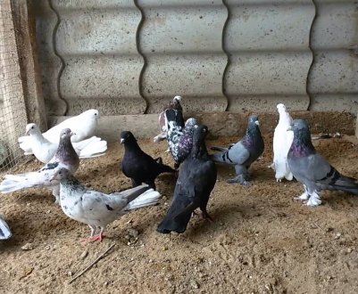 Голуби бакинці