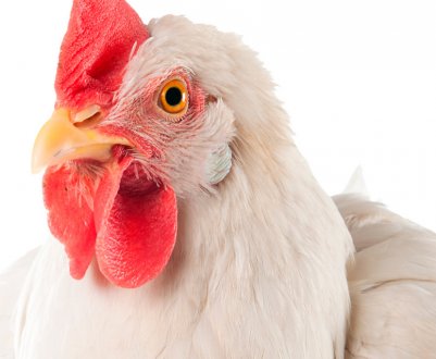 Революція українського птахівництва вже не за горами