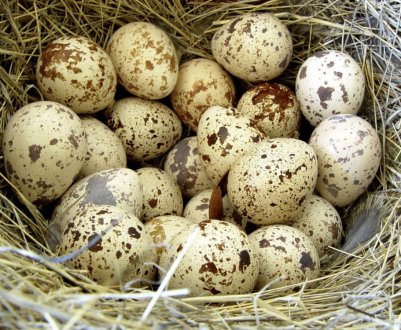 Як мчать перепела в домашніх умовах