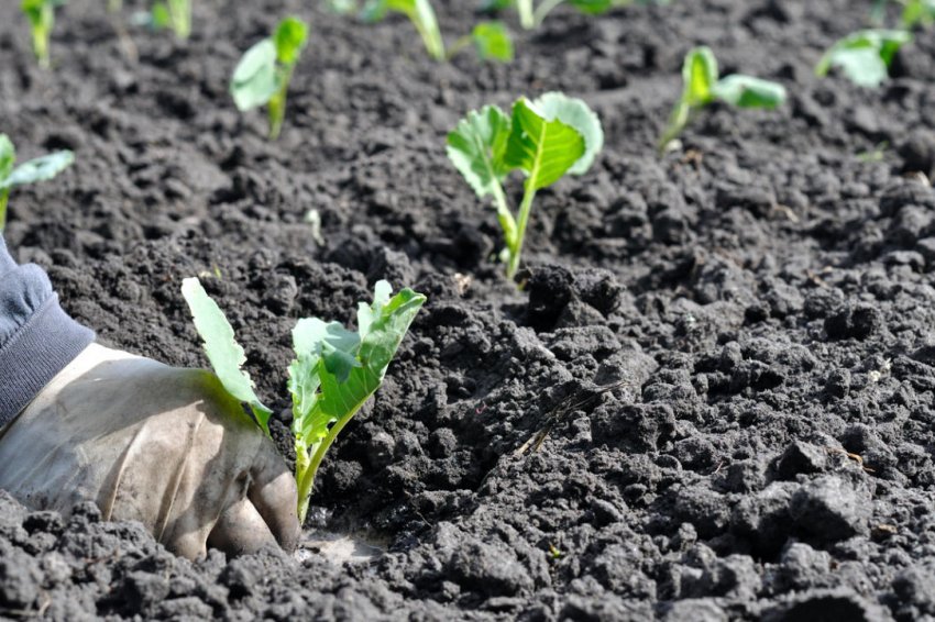 Висадка розсади капусти у відкритий ґрунт