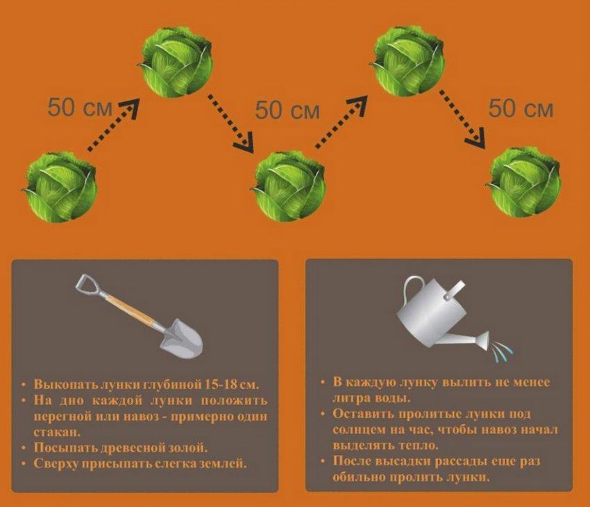 Схема посадки розсади капусти