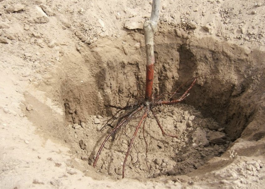 Посадкова яма для яблуні