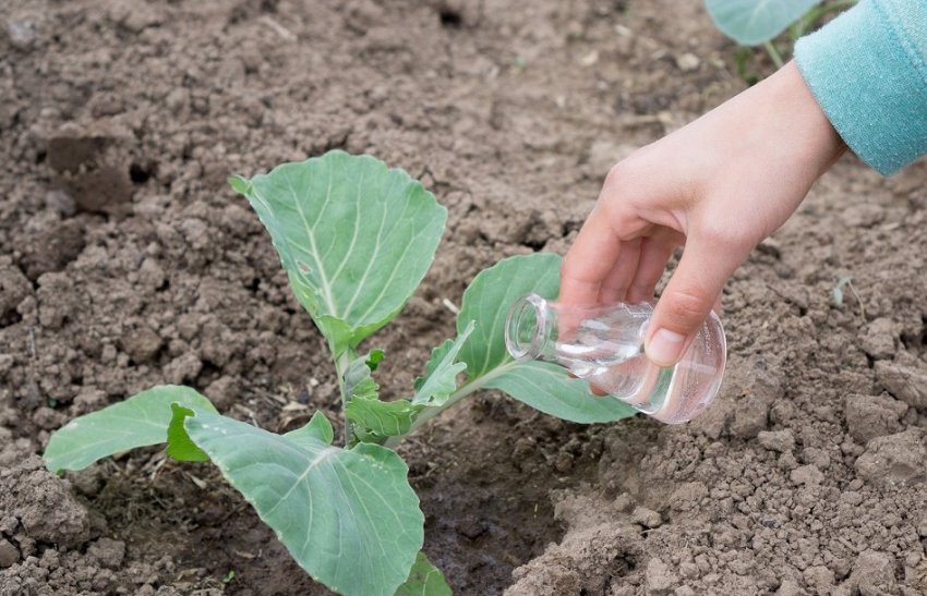 Добриво капусти