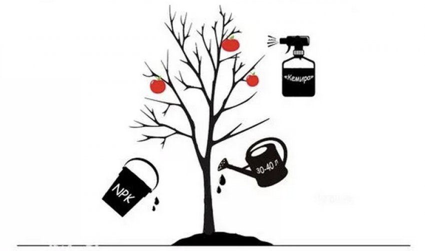 Догляд за дорослої яблунею