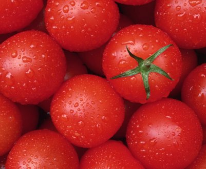 Рання суха плямистість томатів може призвести до втрати 40-60% урожаю