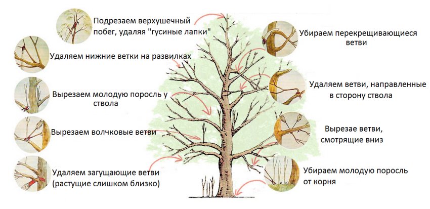 Правила обрізки яблуні