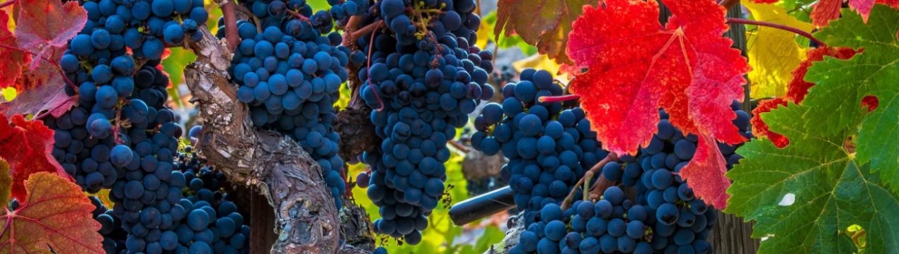 Україна повертається до вирощування винограду