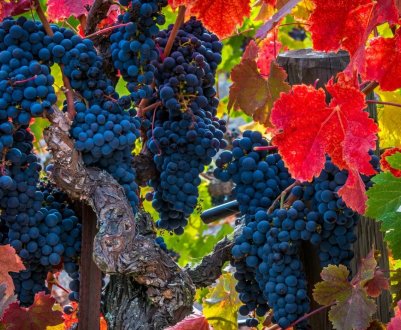 Україна повертається до вирощування винограду