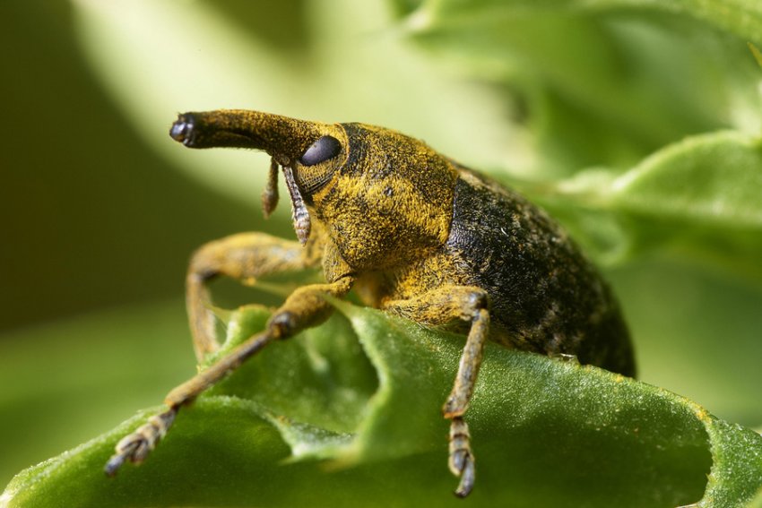 Яблонный квіткоїд