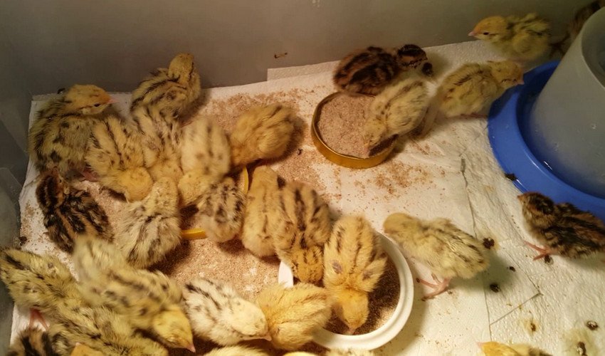 Розведення перепелів