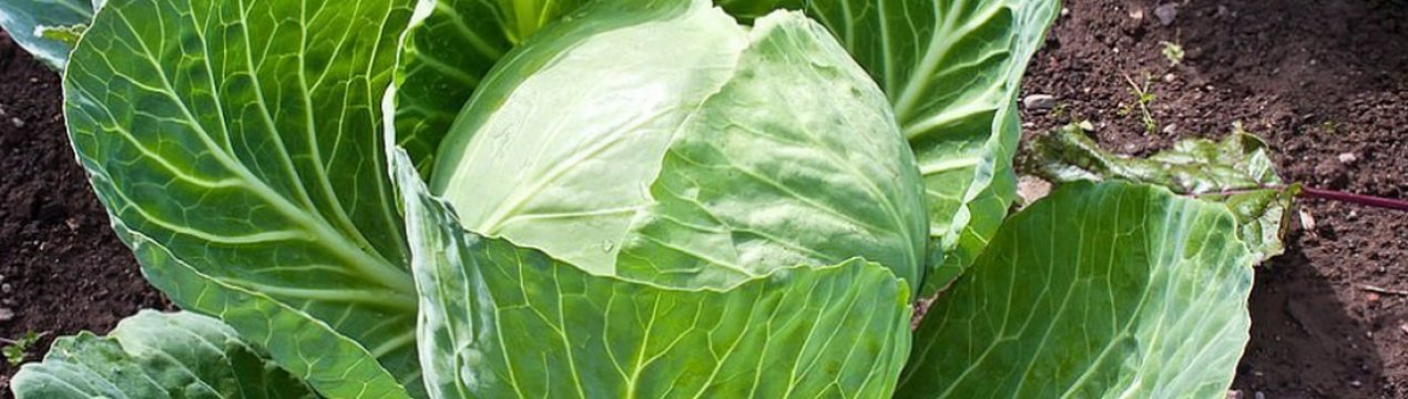 Капуста Этма: характеристика сорти, вирощування і догляд
