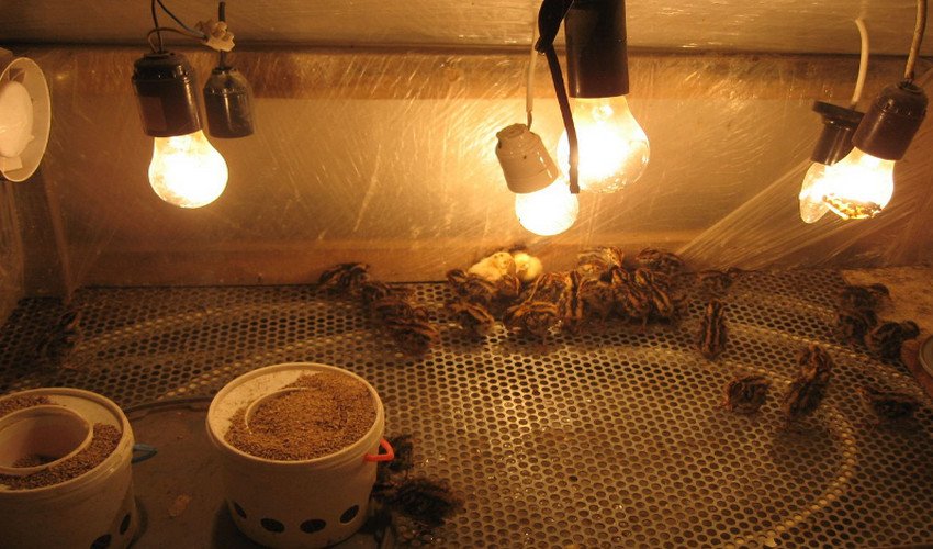 Розведення перепелів