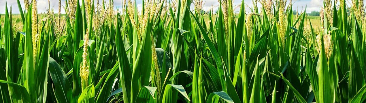 У США збитки навколишньому середовищі, викликаний виробництвом кукурудзи, збільшує передчасну смертність