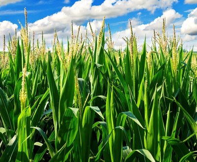 У США збитки навколишньому середовищі, викликаний виробництвом кукурудзи, збільшує передчасну смертність 