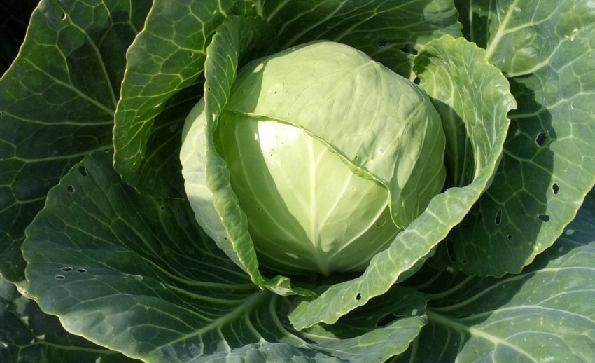 Зовнішній вид капусти Єтма Зовнішній вид капусти Єтма